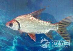 鱼鳍和人类手指竟然有如此多的相同之处