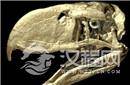 考古发现5000万年前“恐怖鸟” 身高3米