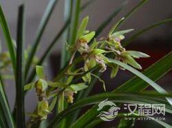 自然界植物之谜：植物之间也有自己的情义