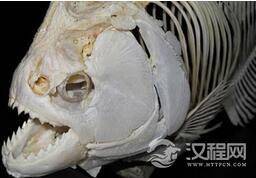 史前大型食人鱼:咬合力达自身体重的50倍