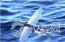 鱼儿为什么也能飞翔?古化石揭开谜团
