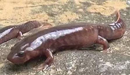 秦始皇陵中的人鱼膏到底是什么东西？真的是用人鱼熬制成的油膏吗？