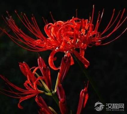 说说彼岸花的背后故事 为何花开不见叶,叶长不见花