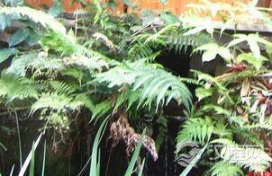 地球上最古老的植物:距今已有16亿年的红藻