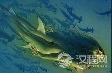 海洋未解之谜 揭秘海洋里是否真的有海地人？