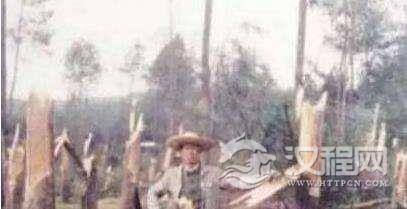 94年贵阳空中怪车事件揭秘，400亩松林瞬间拦腰切断