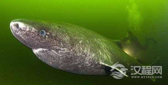 最长寿的脊椎动物格陵兰鲨鱼，156岁后才开始找对象