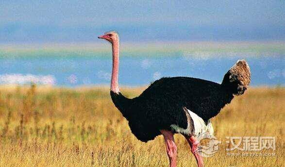 世界上最大的鸟，非洲鸵鸟高达2.74米(鸟类的世界之最)