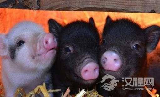 世界上最小的猪微型猪，长大后都不足10斤的宠物猪！