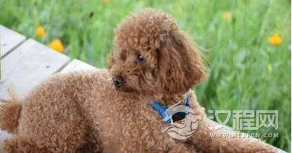 盘点那些你不知道的冷知识:泰迪不是犬种而是一种美容修剪方式!