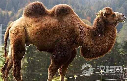 盘点10个关于动物的伪“真实”:老鼠并没有我们想像中的那么喜欢起司