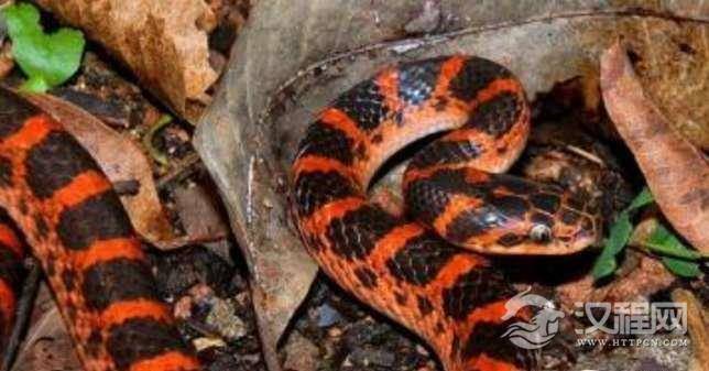 注意了死掉的蛇头也能咬人,而且会致命!