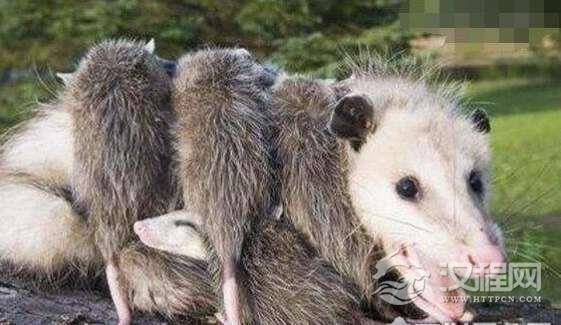 世界上最大的老鼠，0.54米的负鼠算小号(最大鼠王1.1米)