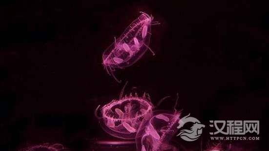 比大熊猫更金贵的活化石，桃花水母将灭绝在污染的水源中