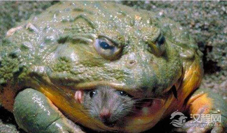 在神奇的非洲大陆上，有一种青蛙身长可达一米，这就是喀麦隆巨蛙！