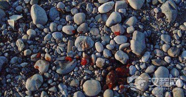 有人知道这奇怪的东西是什么?是药材?有什么功效?