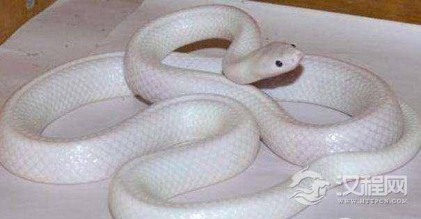 这条罕见的白色蛇可能是一种白色亚种，通体白色漂亮极了！