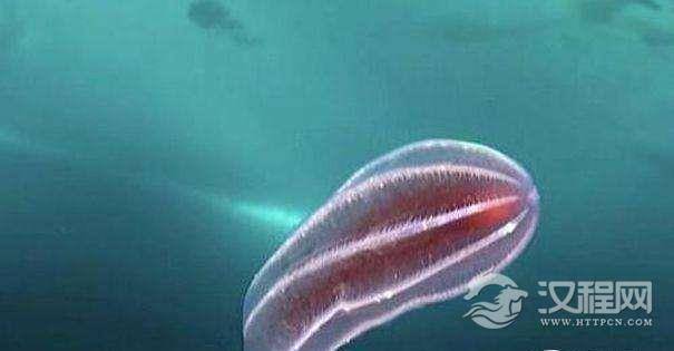 格陵兰岛冰盖下现奇异生物，透明水母发光骷髅虾！