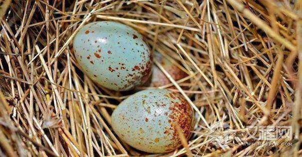 鸟蛋形状为什么会各不相同？形状的多样性是如何形成的？