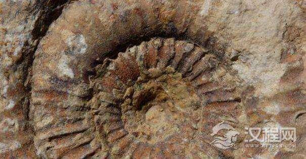 大约两百万年前，一场大灾难让三分之一的海洋大型哺乳动物灭绝了