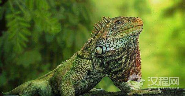 蜥蜴能找到回家的路吗?如果能，它是如何做到的呢?