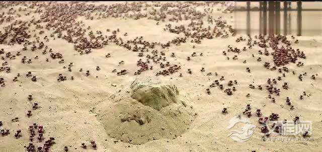 世界上最可怕的蚂蚁，密集恐惧症(一秒钟让你连骨头都不剩)