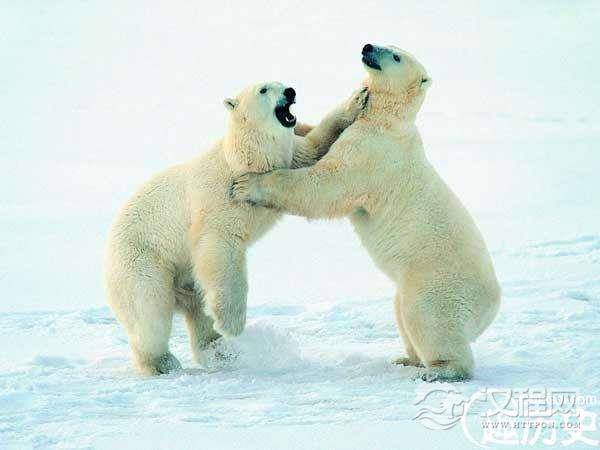 世界上皮毛最保暖的动物—北极熊（零下几十摄氏度仍然能够活动自如）