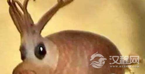 盘点世界7种罕见动物，其中一种在中国被发现，一只就卖100多万