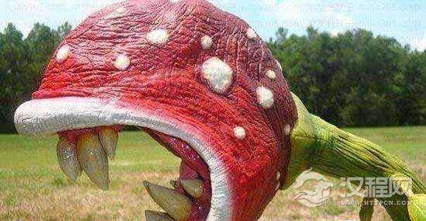 在马来西亚的热带雨林里，“食人花”真的会吃人吗？