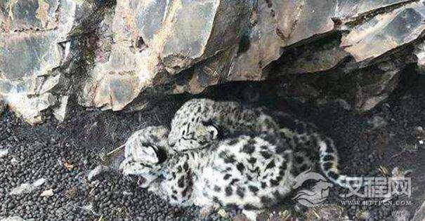 雪豹是国际濒危野生动物，青海首次发现雪豹给幼崽取名“索索”“玛玛