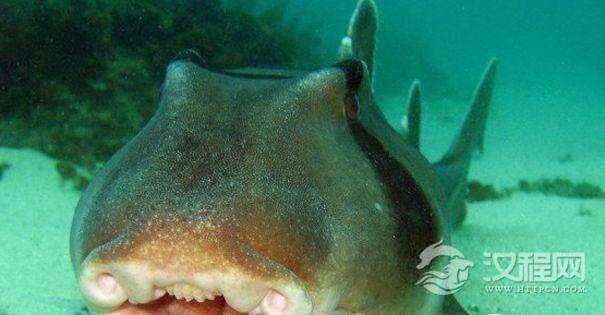 罕见迹象!澳大利亚虎鲨竟然可以边吃东西边呼吸！