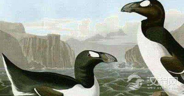 大海雀为什么会灭绝?大海雀灭绝的首要原因是什么？