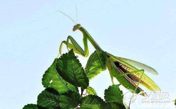 有传闻说母螳螂真的会把公螳螂的头咬掉吗?是真的吗？