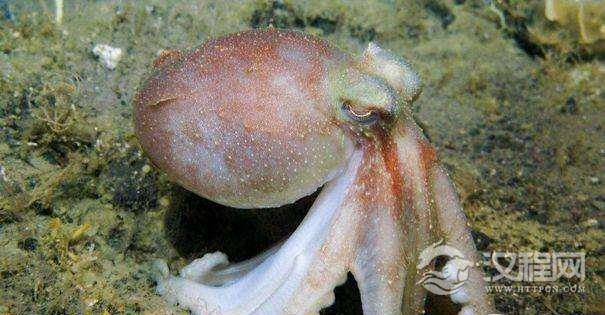 章鱼是一种十分复杂的生物，章鱼的血为什么不是红色是蓝色的？