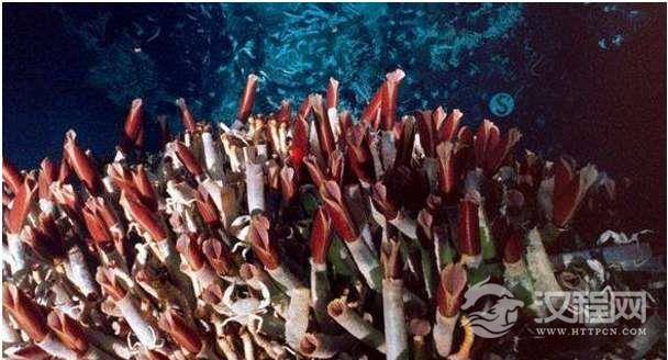 科学家观察了大约4000条“灯塔水母”，结果显示，它们全部都能“返老还童”