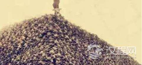 古代战场上是怎么处理尸体的？兴百姓苦，亡百姓苦