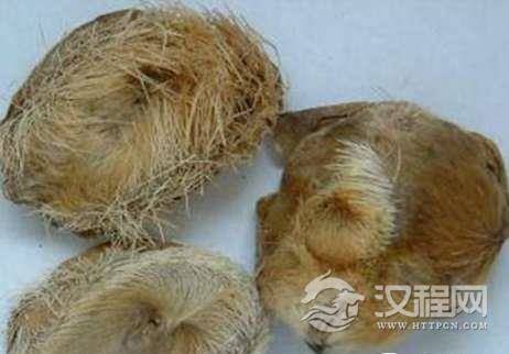 背了无数流产黑锅的麝香，真的跟电视一样的吗？