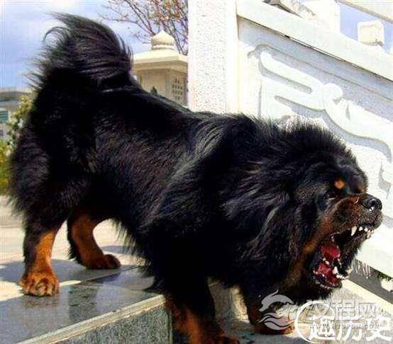 世界上最贵的藏獒就是马俊仁所养的「小王子」，身价高达4000万元