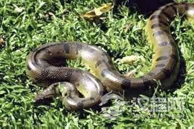 世界上最大最长的蛇身长达14.85米，体重447公斤