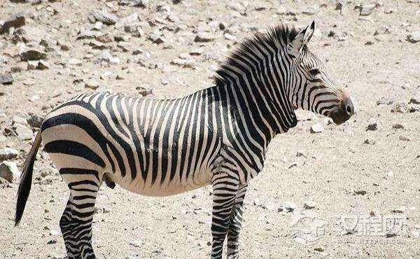 世界最小的斑马 山斑马，肩高120厘米左右，生活在南非
