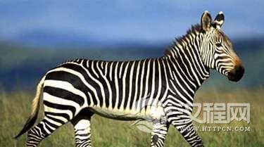 世界最大的斑马 细斑马，它的肩高为140—160 厘米,耳朵特别圆大,鬃长而发达，吻部灰色