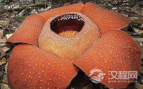 世界上最大的花:大王花（直径达1.4米重10千克）