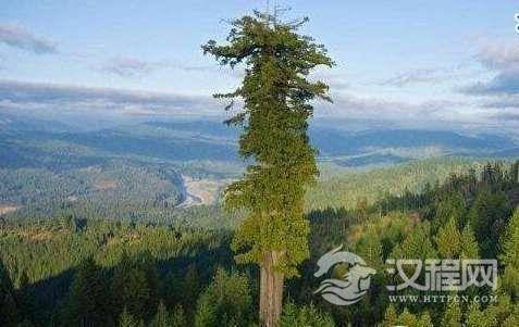 世界上最能储水的树：杏仁桉树,储水量相当于一片沼泽地