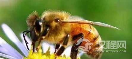 至今科学都没法解释的五大自然现象，蜜蜂为什么会突然大量死亡？