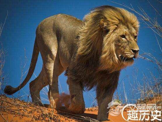 世界上最大的狮子，开普狮体型如同大象体重重达420公斤