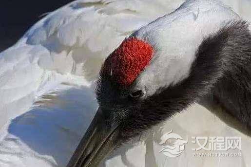 鹤顶红毒性究竟有多大？和鹤有什么关系吗？