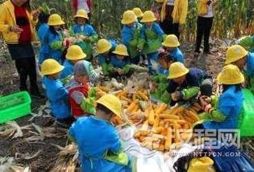 玉米运动：不切实际的农业发展道路