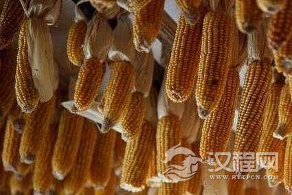 玉米运动的详细经过是怎样？最后成功了吗