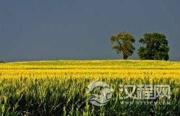 玉米运动有着怎样的背景？为何失败了