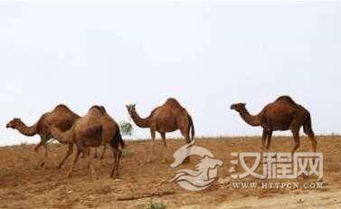 “环阿拉伯游牧-放牧复合带”是怎么形成的？原因有哪些